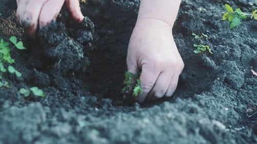 Closeup of an Old Woman's Hands Planting a Green Sprout Tomatoes in the Ground
