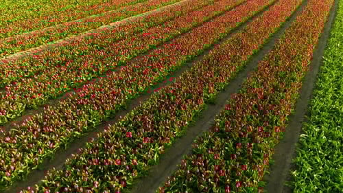 Aerial View of Beautiful Tulip Fields