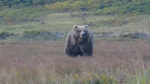 A huge, fat, giant Kodiak brown bear approaching from across the tundra in the early morning hours o