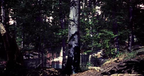 Forest Landscape with Trees and a Tranquil Body of Water During Daytime