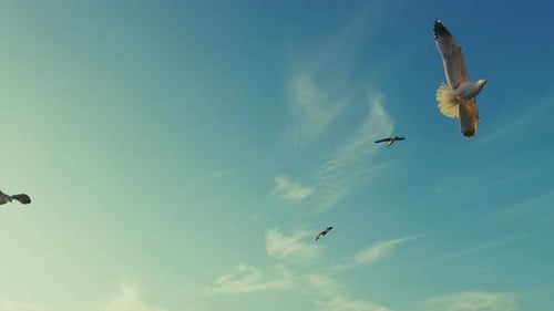 Tiervogel Möwen fliegen am Nachmittag am Himmel 1