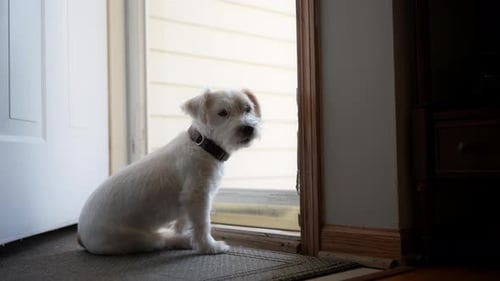 Pet Jack Russel Dog Waiting for His Master and Looks Sadly Through House Glass Door at the Street