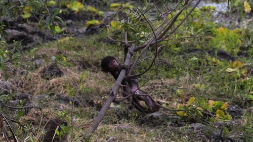 Baby baboon climbing tree branch in Tarangire National Park, Tanzania