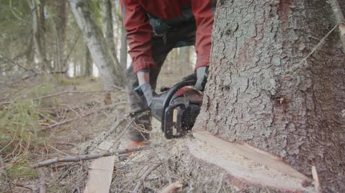 SLOW MOTION - The chainsaw plunges deep into the stem of the tree