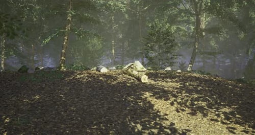 Sunlight Filters Through Trees Illuminating a Forest Clearing with Fallen Log