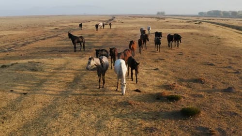 Herd Of Wild Horses Grazing On The Vast Pasture In The Countryside Of Kayseri In Cappadocia, Turkey.