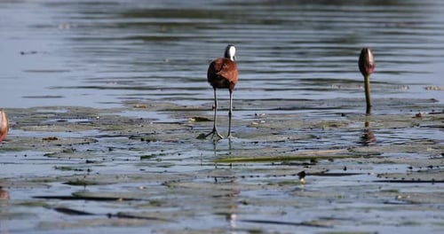 African jacana (Actophilornis africanus), Bwabwata National Park, Namibia. African Wildlife