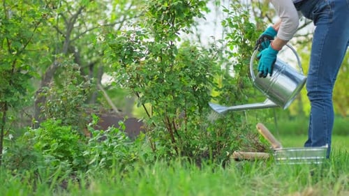Woman Watering Plants in a Lush Garden Setting