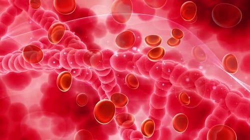 Red Blood Cells in Circulation