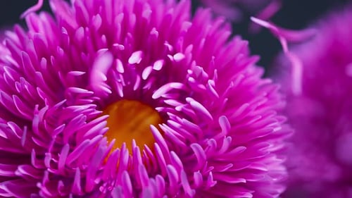 Pink Aster Flower with Falling Petals Close-Up