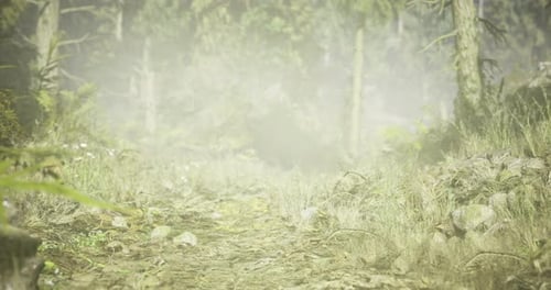 Foamy Mist Envelops a Winding Forest Path During the Early Morning Hours