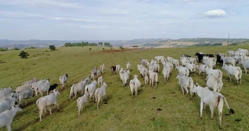 Vue aérienne du troupeau de bovins Nelore sur de verts pâturages au Brésil.