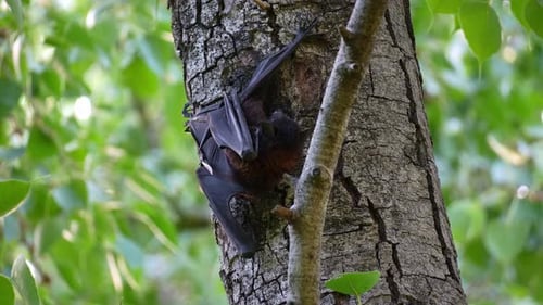 Un murciélago zorro volador descansando pacíficamente en el tronco de un árbol