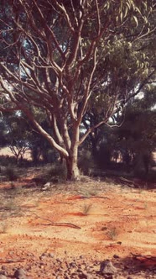 A Serene Landscape with Trees in a Natural Setting