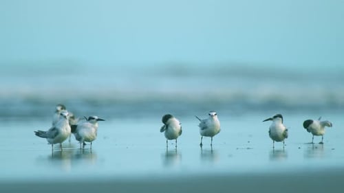 Seagulls on the beach