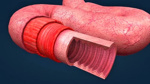 Anatomy And Function Of The Small Intestine