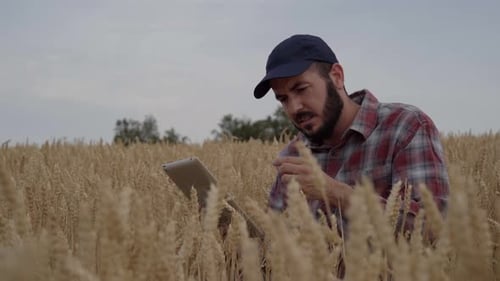 Digitization of Agriculture Farmer Worker in Corn Field Wheat Crop Monitoring Digital Technologies