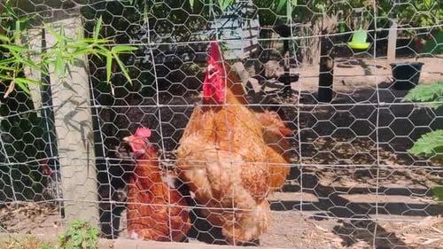 Domestic Rooster And Hen Chicken Inside The Cage in The Backyard. Static Shot