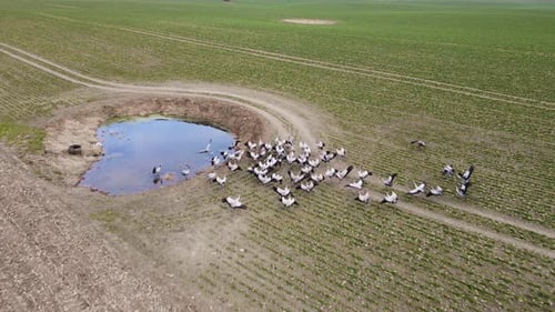 Flock of Large Grey Herons at Pond Swamp in Agricultural Field with Growing Winter Rape Crops