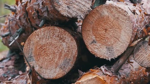 Troncs d'arbres abattus dans la forêt