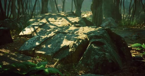Sunlight Filters Through Trees Illuminating Ancient Rocks in a Serene Forest