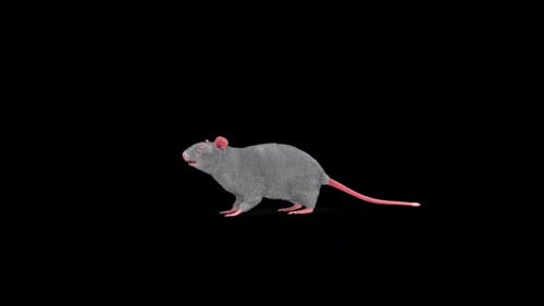 Realistic 3D Animated Rat Walking Cycle