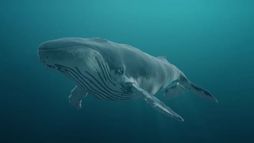Majestätischer Buckelwal schwimmt unter Wasser in den Tiefen des Ozeans
