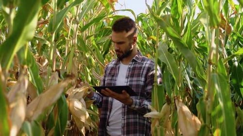 Yong Farmer Agronomist in the Corn Field and Examining Crops with Tablet Before Harvesting