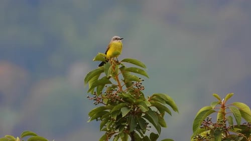 Yellow Bird Sitting Atop Leafy Branch