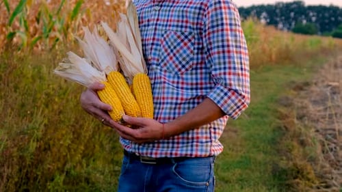A Man Farmer Harvests Corn in a Field Selective Focus