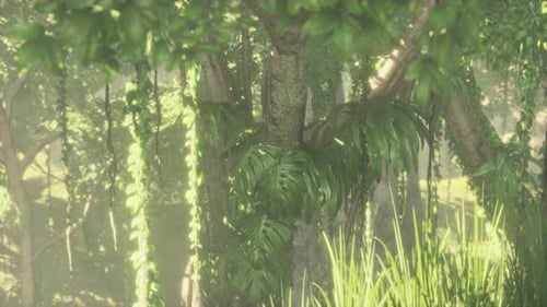 Jungle Forest Trees in Deep Fog
