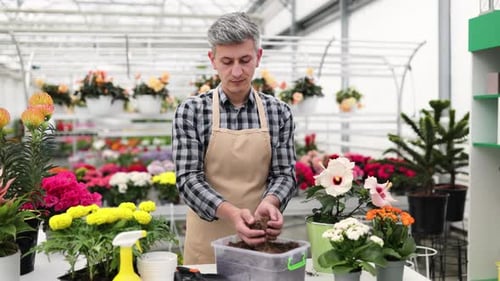 Adult Arranges Soil in Greenhouse Full of Flowers