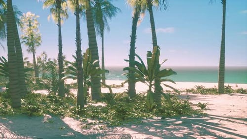 Tropical Beach Paradise with Swaying Palm Trees