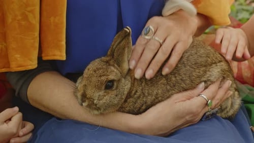Cute Rabbit Receiving Affectionate Strokes