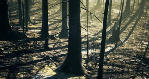 Forest After Wildfire Reveals Charred Trees and Shadowy Landscape in Dusk