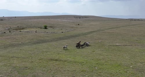 Epic Aerial Over Large Herd Of Wild Horses Running Galloping In Wild Nature Slow Motion Through