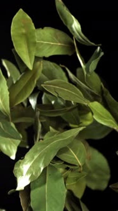 Bay Leaves Fly Up and Fall Down Filmed on a Highspeed Camera at 1000 Fps