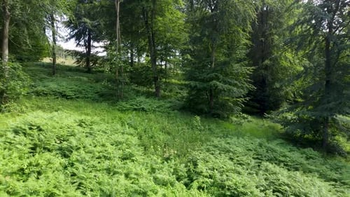 4K-Drohnenvideo zeigt üppige grüne Bäume und Pflanzen in einem Wald