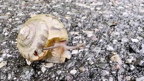 Die Landschnecke zieht sich in die Schale zurück