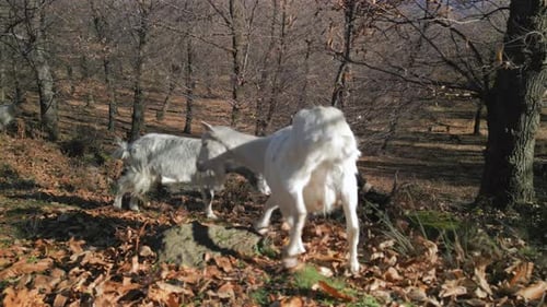 White Goat Forest