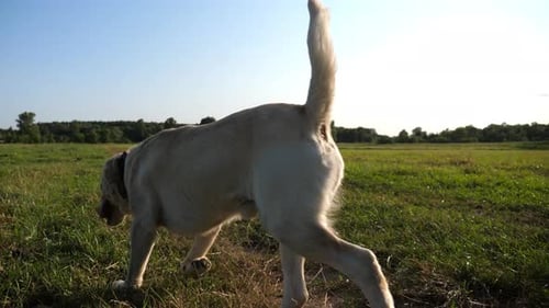 Happy Golden Retriever Running on Meadow at Sunny Day Cute Friendly Dog Breed Labrador Jogging on