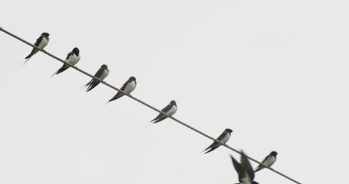Swallows Perched on Wire, Taking Flight
