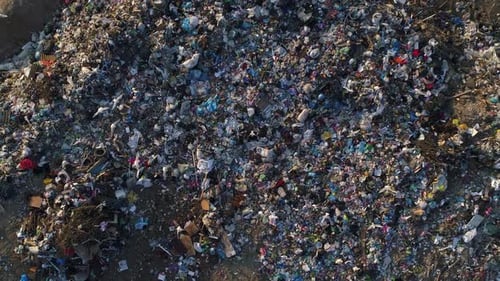 Vertical Video Birds Sit on the Garbage of the City Landfill