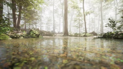 A Stream Running Through a Lush Green Forest