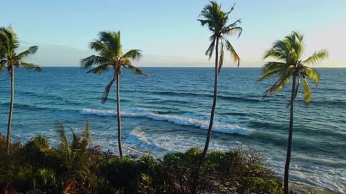 Ocean Coastline with Coconut Palm Trees Ocean Waves and Sunrise or Sunset Tones at Tropical Island