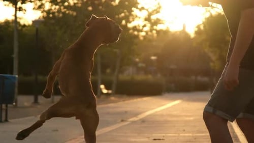 Boxerhund springt und reitet mit seinem Besitzer im Park bei Sonnenuntergang, Zeitlupenvideo
