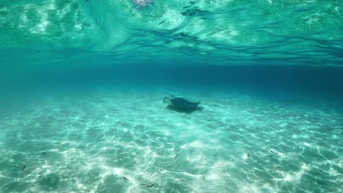 Discover the Majestic Stingrays of the Beautiful Cayman Islands Today