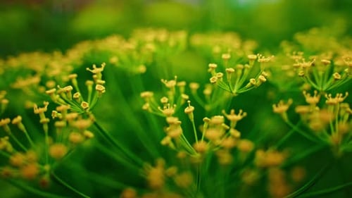 Dill Flowers Blooming in a Garden