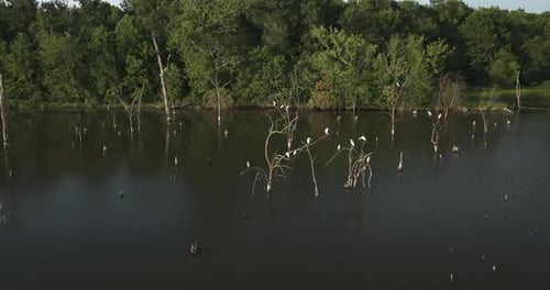 Flock Of White Egrets Perched On The Tree Branch In The River. - aerial zoom in shot