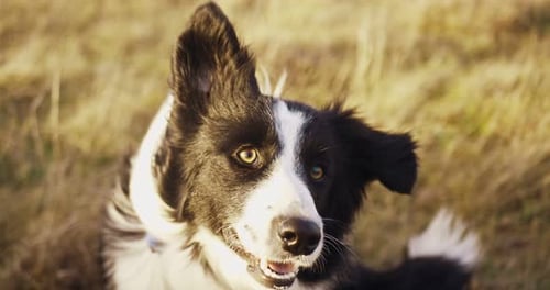 Portrait of a Beautiful Young Black and White Border Collie Against the Background of Autumn Hills